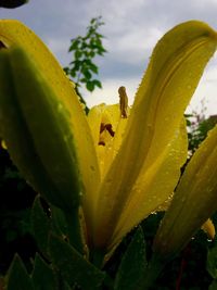 Close-up of plant