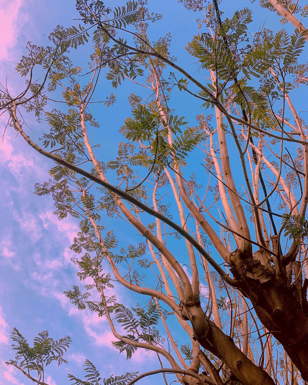 LOW ANGLE VIEW OF TREES AGAINST SKY