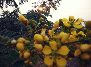 Close-up of yellow flowers