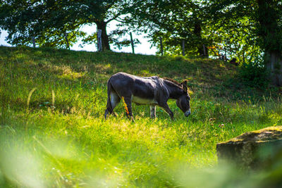 Horse standing in a field