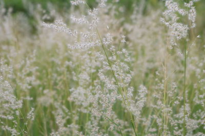 Close-up of flowering plants on land