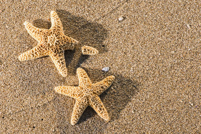 High angle view of starfish on beach