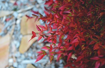 Close-up of maple leaves