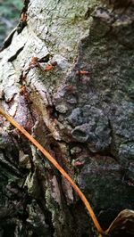 Close-up of tree trunk