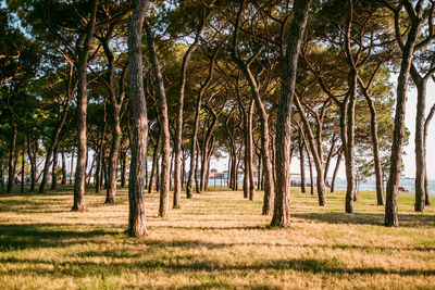 Trees in forest