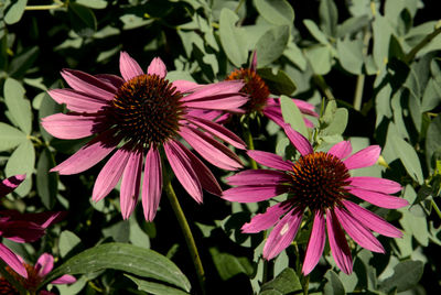 Petals unfurled