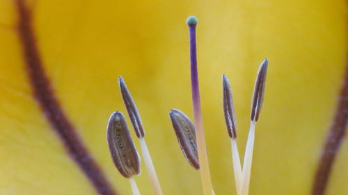 Close-up of yellow flowering plant against wall