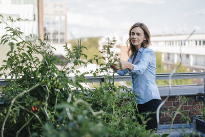 Businesswoman cultivating vegetables in his urban rooftop garden