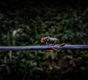 Close-up of dragonfly on plant