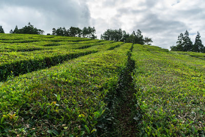 Tea plantation in sao miguel, azores
