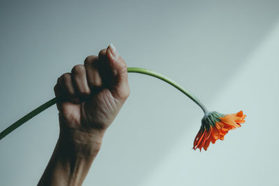 orange flowers