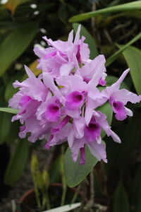 Close-up of pink flowers