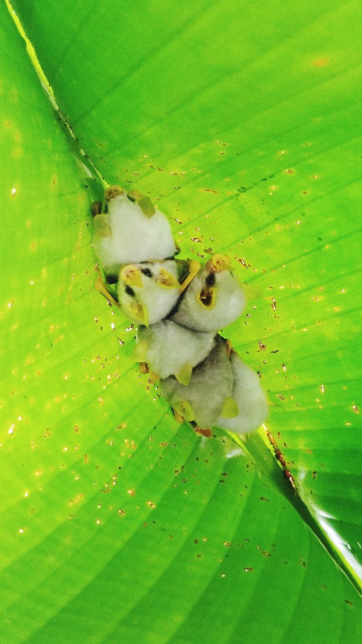 animal themes, animals in the wild, wildlife, green color, one animal, bird, duck, high angle view, leaf, nature, perching, close-up, outdoors, day, two animals, young animal, full length, no people, duckling, green