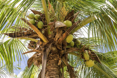 Low angle view of coconut palm tree