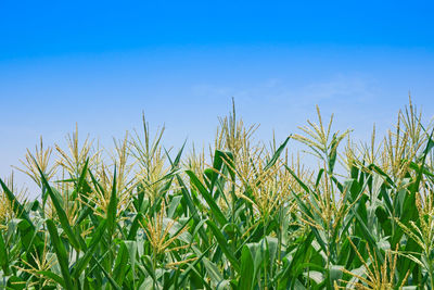 Crops growing on field against blue sky