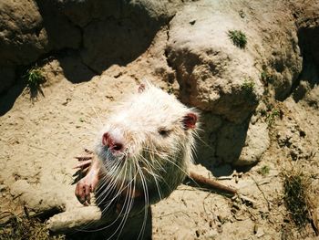 High angle view of horse on rock