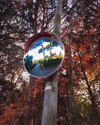 Low angle view of trees in forest