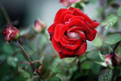 Close-up of red rose