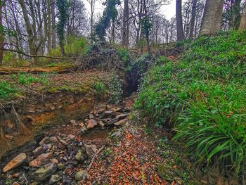 Trees growing in forest