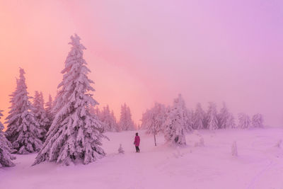 Trees on snow covered landscape