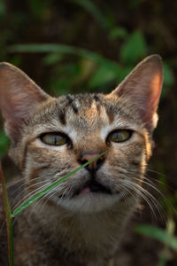 Close-up portrait of tabby cat face