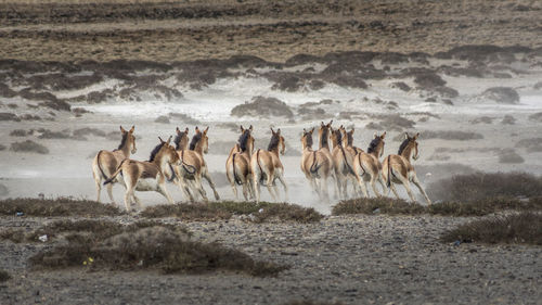 Group of animals running on field