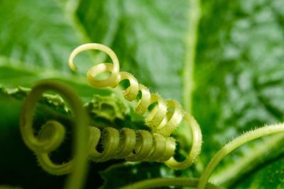 Close-up of fern