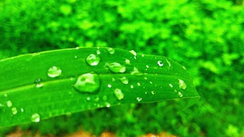 Close-up of wet green leaf on grass