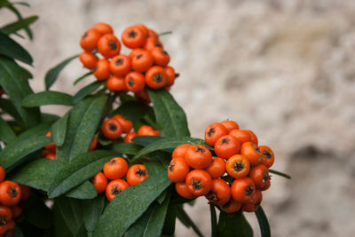 Close-up of fruits on plant