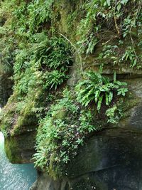 Moss growing on rock in forest