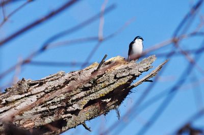 Bird perching on a branch