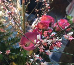 Close-up of flowers growing on tree