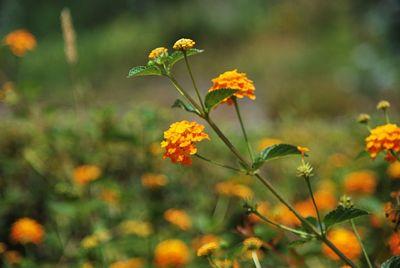 Close-up of yellow flowering plant