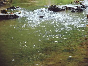 Birds swimming in lake