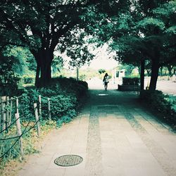 Empty footpath along trees