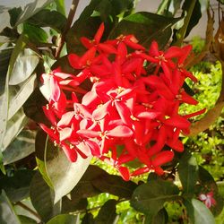 Close-up of red leaves