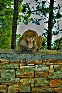 Portrait of cat sitting on wall