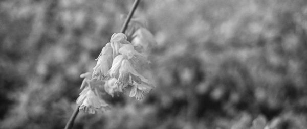 Close-up of wilted flower on field