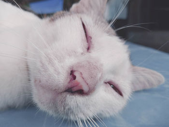 Close-up of cat with eyes closed