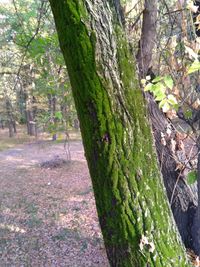 Moss growing on tree trunk in forest