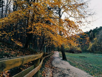 Trees in forest during autumn