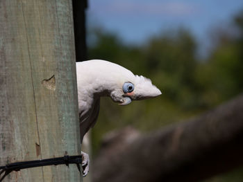 Close-up of bird perching on tree