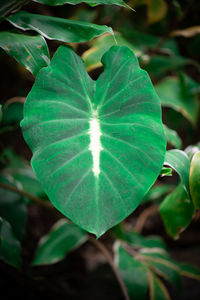 Close-up of heart shape leaves