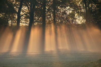 Trees in forest