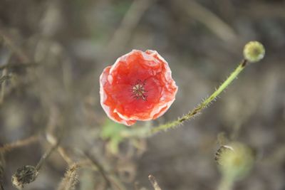 Close-up of red poppy on plant