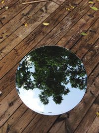 Close-up of tree on table