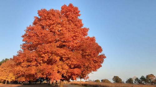 Low angle view of tree against clear sky during autumn