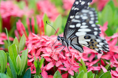 Close-up of butterfly pollinating on pink flower