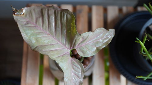 plant