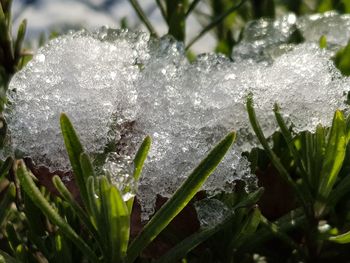 Close-up of frozen plants during winter